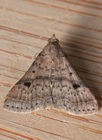 Bent-winged Owlet
